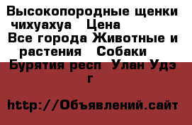 Высокопородные щенки чихуахуа › Цена ­ 25 000 - Все города Животные и растения » Собаки   . Бурятия респ.,Улан-Удэ г.